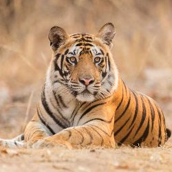 Wildlife Sunderban from Kolkata