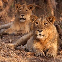 Wildlife Gir National Park