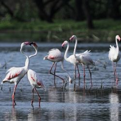 Wildlife Bharatpur from Delhi