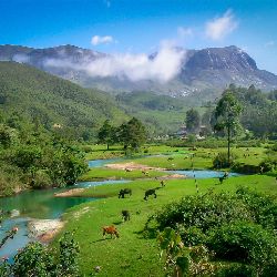 Best Of Hill Station in South India Honeymoon Tour Ooty and Munnar 6 Night 7 Days