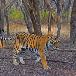 Wildlife Tour Kanha