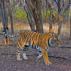 Wildlife Ranthambore Bharatpur from Jaipur